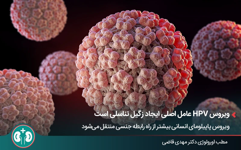 مدل سه‌بعدی ویروس HPV عامل ایجاد زگیل تناسلی در زنان و مردان